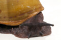 Archachatina marginata icterica Nigeria adult